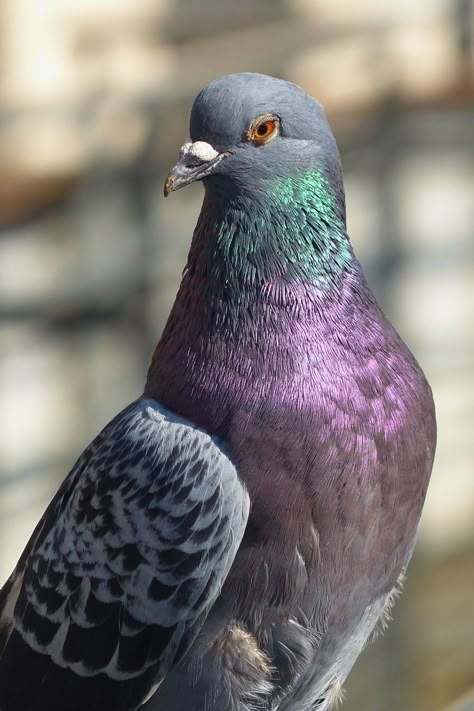 Dive into the world of pigeon racing, a thrilling and historic sport. 🏁 Who's your favorite racing pigeon? Pigeon Racing, Pigeon Art, Forest Festival, Pigeon Pictures, Dove Pigeon, Racing Pigeons, Fantasy Forest, Fascinating Facts, Bird Photo