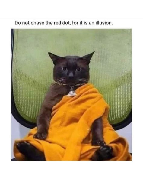 weekend mOod .. Cat Buddha, Weekend Mood, Buddha Life, Cat Illustration, Cafe Design, Spiritual Art, Animal Memes, Cat Memes, Funny Animals