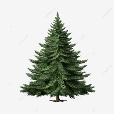 christmas tree realistic green fir branches merry christmas illustration christmas illustration pn Christmas Tree Pdf, Merry Christmas Illustration, Christmas Tree Logo, Christmas Tree Illustration, Christmas Tree Png, Illustration Christmas, Christmas Tree Art, Real Christmas Tree, Tree Clipart