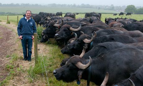 Meet the producer: Former F1 driver Jody Scheckter swapped racing for buffalo rearing on a biodynamic farm in Hampshire Buffalo Farm, Buffalo Milk, Jody Scheckter, Dairy Farming, Buffalo Mozzarella, Animal Husbandry, F1 Driver, Dairy Farm, Water Buffalo