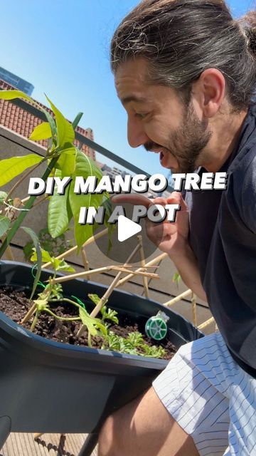 How To Grow Mango, How To Grow A Mango Tree, How To Plant Mango Seed, Planting Mango From Seed, Growing Mango From Seed In Water, Mango Plant From Seed, Growing Mango From Seed, How To Grow A Mango Tree From Seed, Mango Plant