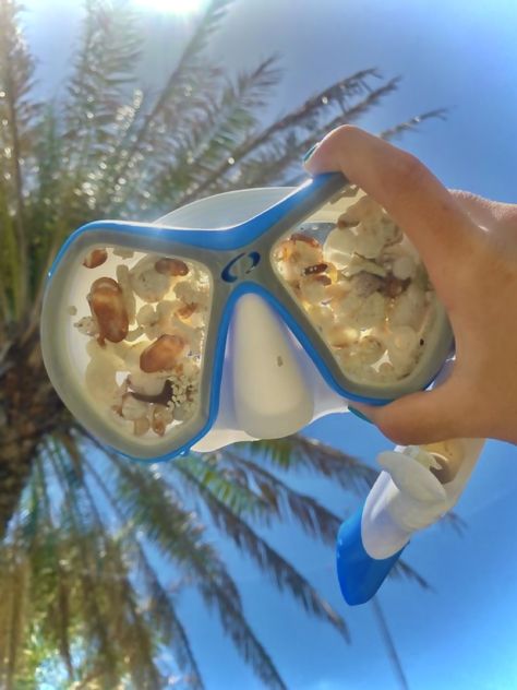 seashells | snorkeling | snorkel mask | summer | palm trees | florida | hawaii Summer Palm Trees, Snorkel Mask, California Dreamin', Summer Bucket, Summer Dream, Beach Aesthetic, Snorkeling, Summer Girls, Palm Trees