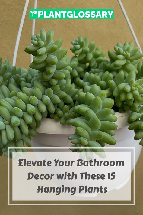 Bathrooms offer a unique environment where certain plants can flourish. This guide presents 15 striking hanging plants that are perfect for adding greenery to your bathroom. From trailing vines to lush ferns, these plants thrive in humidity and low light, making them ideal for bathrooms. Learn which plants will do best in your space and how to care for them, transforming your bathroom into a verdant oasis. Hanging Bathroom Plants, Fern In Bathroom, Plants In Bathrooms, Bathroom Plants No Sunlight, Best Hanging Plants, Plants For Bathroom, Chenille Plant, Philodendron Scandens, Lipstick Plant