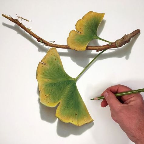 Ginkgo Branch, Intro To Art, Ginkgo Tree, Relief Carving, Ginkgo Leaves, Ginkgo Leaf, Colored Pencil Drawing, Color Pencil, One Tree