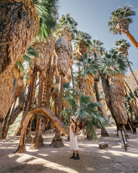 Palm Canyon Trail in Indian Canyon, in Palm Springs. #palmsprings #california #hiking Palm Springs Hiking, Weekend In Palm Springs, Joshua Tree Park, Palm Desert California, Palm Springs Hotels, Palm Springs Bachelorette, Southwest Usa, Mountain Backdrop, Joshua Tree California