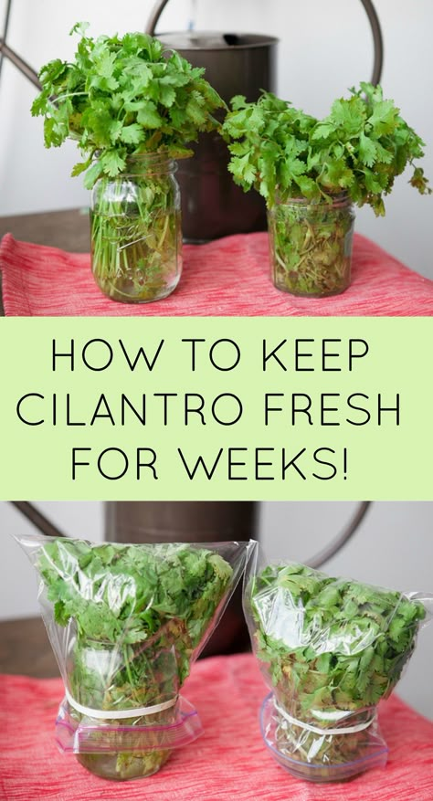 How to Keep Cilantro Fresh For Weeks Store Cilantro, Plantarea Legumelor, Preserving Herbs, نباتات منزلية, Smoothie Detox, Herb Gardening, Herbs Indoors, Think Food, How To Store