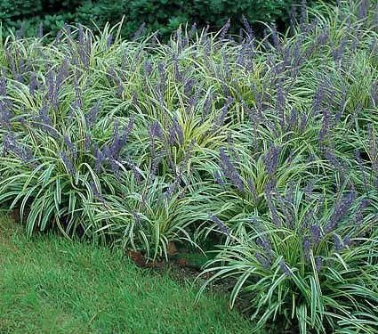 Liriope muscari Variegata Lily Turf, Liriope Muscari, White Flower Farm, Shade Gardening, Deer Resistant Plants, Shade Gardens, Garden Shrubs, Shade Plants, Ornamental Grasses