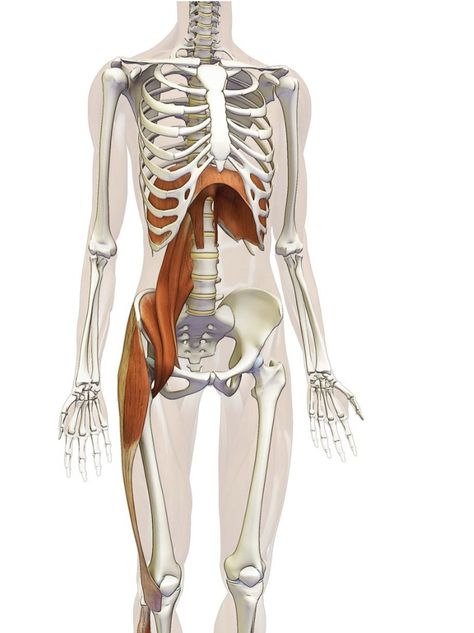 Punkty Spustowe, Nervus Vagus, Pelvic Floor Therapy, Massage Therapy Techniques, Sports Therapy, Massage Business, Yoga Anatomy, Human Body Anatomy, Muscle Anatomy