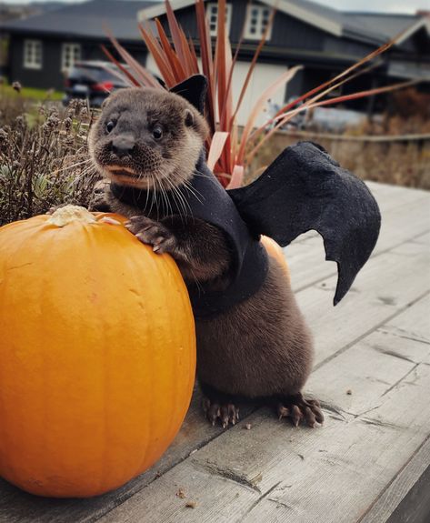 Halloween Otter, Otters Cute, Otter Love, Sea Otters, Baby Otters, River Otter, Precious Animals, Animals Pictures, Sea Otter