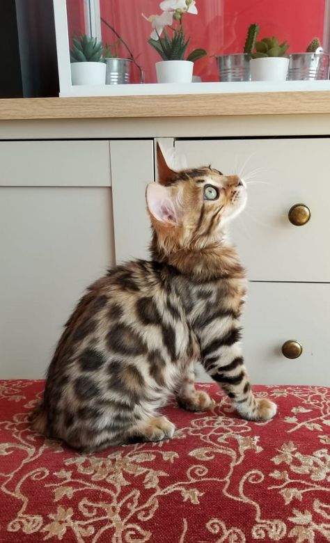 Spotted Cat, Bengal Cats, Bengal Cat, Feline, Kittens, Cashmere, Animals, Quick Saves