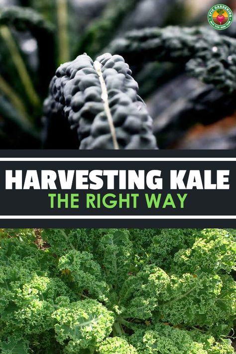 How To Harvest Kale, Kale Garden, Harvest Kale, Grow Kale, School Greenhouse, Germinate Seeds, Harvesting Kale, Kale Plant, Growing Kale