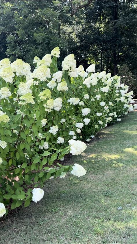 How to Grow Limelight Hydrangeas: Tips for Stunning Blooms - Allie Crowe Hydrangea Hedge, Limelight Hydrangeas, Pruning Hydrangeas, Panicle Hydrangea, Limelight Hydrangea, Soaker Hose, Water In The Morning, Beneficial Insects, Yellow Leaves