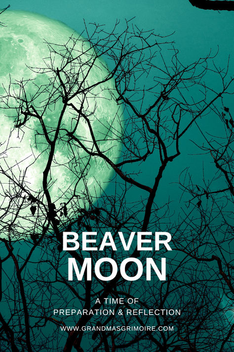 The Beaver Moon: A Time of Preparation and Reflection November Full Moon Ritual, Buck Moon Ritual 2024, Full Moon November 2023, Beaver Moon 2024, Beaver Moon Ritual, Beaver Moon Meaning, November Full Moon 2024, Beaver Full Moon Ritual, Beaver Full Moon Tarot Spread