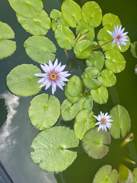 Lotus Flower From Above, Lotus From Above, No Mud No Lotus, Be Vulnerable, Muddy Waters, Lotus Tattoo, Lotus Blossom, The Lotus, Art Video