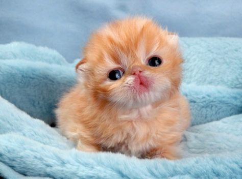 It is almost as if she wishes to kiss us! I can't handle it! ❤️❤️❤️ Cutest Kittens Ever, Small Kittens, Newborn Kittens, Persian Kittens, Baby Animals Pictures, Kitten Pictures, Baby Kittens, Little Kittens