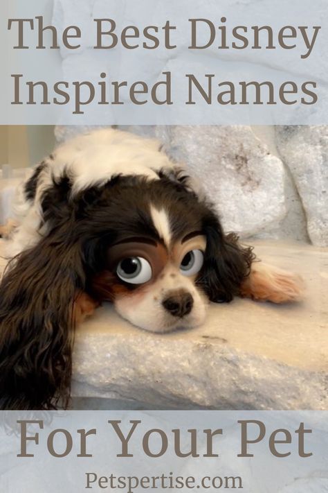 The Best Disney inspired names for your pet! #petspertise | cats | dogs and puppies | dog names | cat names | pet names Disney Girl Dog Names, Disney Animal Names, Taylor Swift Pet Names, Disney Inspired Names, Female Puppy Names Unique, Aesthetic Pet Names, Pet Names For Girls, Unique Puppy Names, Dog Names Disney