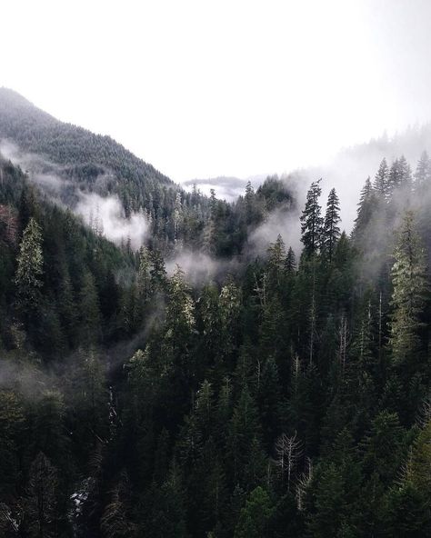 Werewolf Aesthetic, Alice Cullen, Yennefer Of Vengerberg, Between Two Worlds, Peregrine, Nature Aesthetic, Autumn Trees, The Witcher, Mother Nature