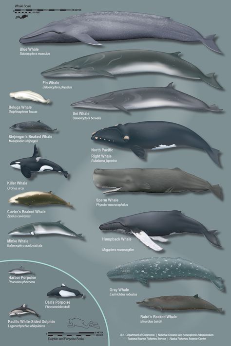 Types Of Whales, Whale Species, Whale Art, Image Nature, Orca Whales, Marine Mammals, Animal Facts, Blue Whale, Killer Whales