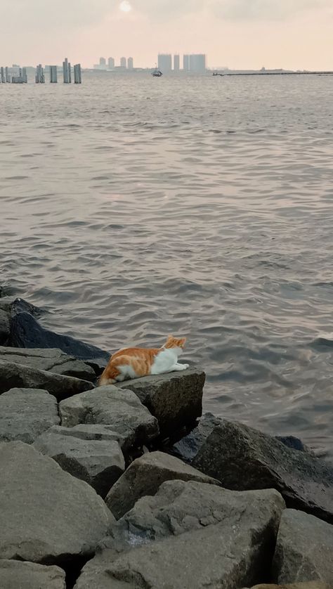 #cat #ocean #beach #jakarta #ancol Ancol Beach, Like Animals, City Photography, Typography Inspiration, Beach Aesthetic, Ocean Beach, Jakarta, New York Skyline, Typography