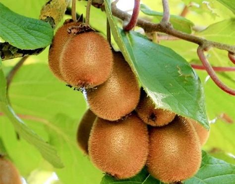 Hardy Kiwi, Kiwi Vine, Fast Growing Vines, Planting Calendar, Growing Vines, Planting Tools, Plant Delivery, Plant Supplies, Fruit Seeds