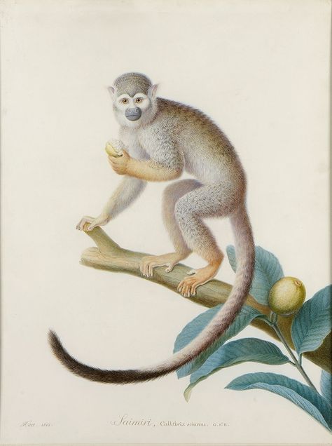 Nicolas II HUET | A Common Squirrel Monkey on a Branch, Eating a Fruit Squirrel Monkey Drawing, Monkey Art Illustration, Monkey Photography, Animal Eating, Small Monkey, Monkey Drawing, Squirrel Monkey, Nicolas Ii, Monkey Pictures