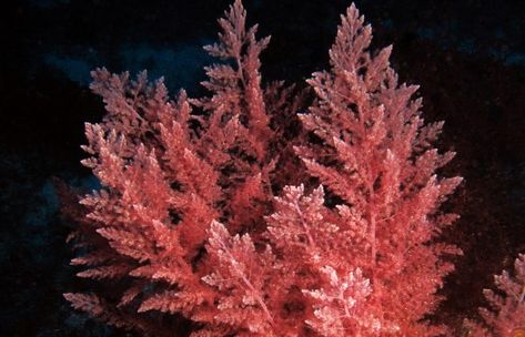 Introduction Red algae, scientifically classified under the phylum Rhodophyta, are a diverse group of marine organisms with a fascinating array of unique characteristics. They play a significant role in marine ecosystems and have a variety of practical uses in various industries. In this article, we will delve into the taxonomy, distinctive features, and the numerous... The post Red Algae: Unique Characteristics and Uses first appeared on Supedium. Dairy Brands, Microscopic Photography, Marine Organism, Marine Algae, Sea Plants, Green Queen, Red Algae, Marine Ecosystem, Marine Life