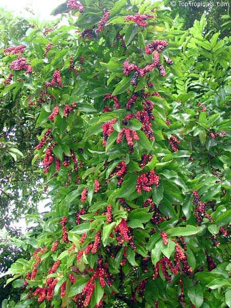 Small Backyard Oasis, San Diego Botanic Garden, Hydrangea Serrata, Bush Tucker, Small Backyards, Growing Fruit Trees, Vertical Herb Garden, Berry Bushes, Edible Landscaping