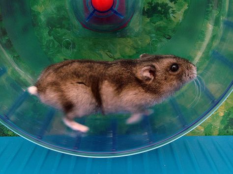 This project from Neil Mendoza harnesses the raw power of hamsters. Joji, hamster artist, has been equipped with a wheel that drives a Raspberry Pi-aided plotter. Whenever he uses his wheel, he is also powering…a hamster selfie. How To Improve Running, Chinese Hamster, Hamster Running, Hamster Wheel, A Hamster, Exercise Wheel, Wheel Of Life, Hamsters, Cool Pets