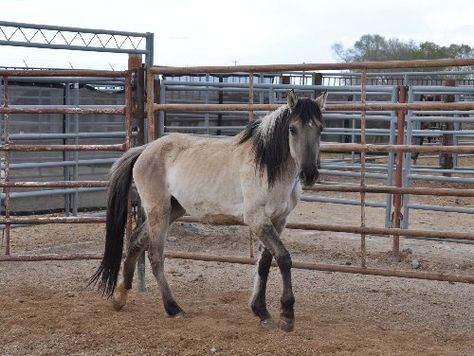 Mustang Makeover, Fjord Horse, Western Photography, Horse Rescue, Mustang Horse, Mystical Places, Bureau Of Land Management, Horse Silhouette, Land Management