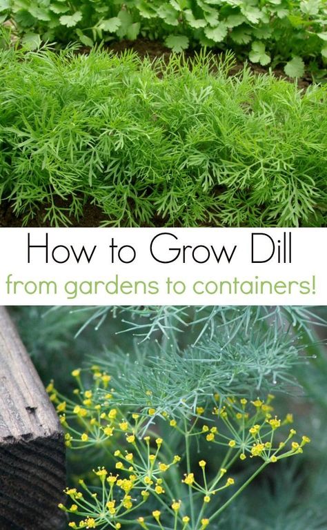 Fresh Dill Recipes, Benefits Of Dill, Grow Dill, How To Grow Dill, Dill Recipes, Herb Garden In Kitchen, Gardening Herbs, Gardening Zones, Homemade Pickles