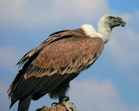 vulture | Characteristics, Species, & Facts | Britannica Vulture Marvel, Vulture Bird, Bearded Vulture, World Birds, Vulture Culture, Endangered Animals, Animal Sketches, Birds Tattoo, Birds Of Prey