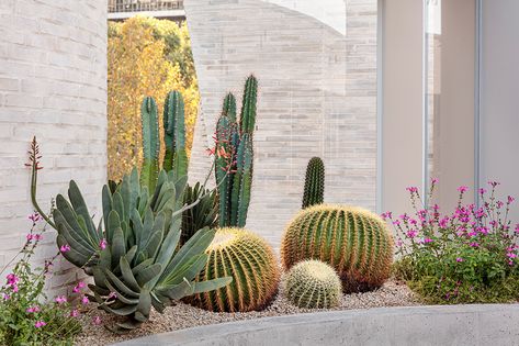 Morocco Theme, Cactus Patio, Desert Courtyard, Dessert Plants, Dessert Garden, Dessert Landscape, Desert Landscaping Ideas, Dessert Landscaping, Cactus Garden Design