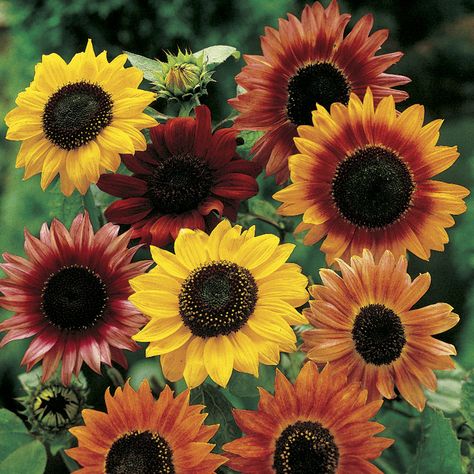 Focal Flowers, Mammoth Sunflower, Growing Sunflowers, نباتات منزلية, Sunflower Pictures, Sunflower Garden, Heirloom Seeds, Wildflower Seeds, Autumn Beauty