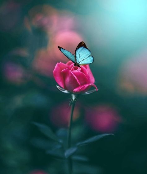 Flowers Photography Beautiful, Beautiful Butterfly Photography, Best Nature Images, Butterfly Wallpaper Backgrounds, Cool Pictures For Wallpaper, Flowers Photography Wallpaper, Amazing Nature Photography, Iphone Background Images, Wallpaper Nature Flowers