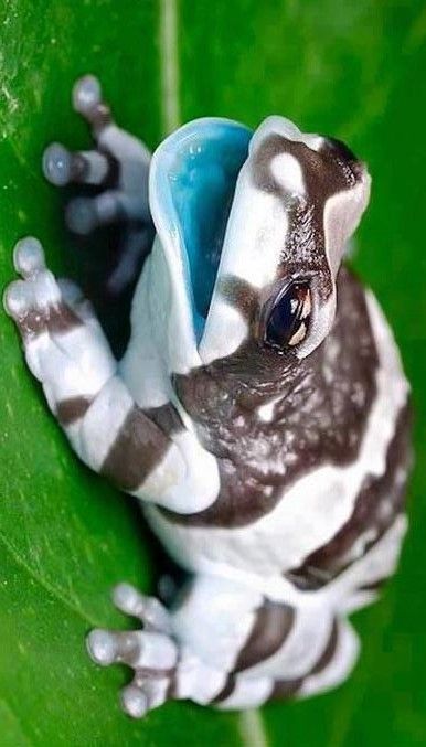 Different Frog Species, Frog Reference Photo, Amazon Milk Frog Terrarium, Cool Frogs, Pfp Frog, Frog Art Aesthetic, Amazon Milk Frog, Frog Pose Yoga, Frog Photos