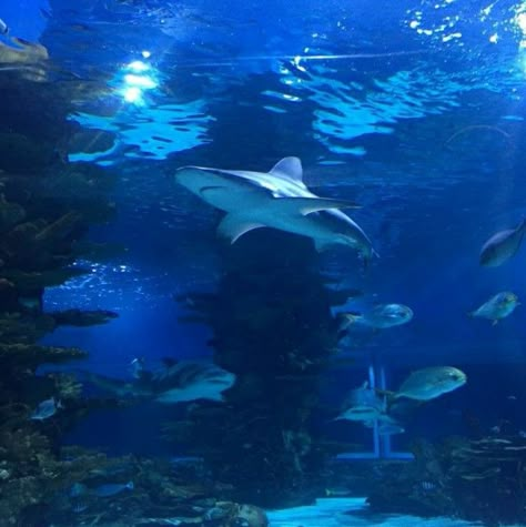 Ocean Icons, Underwater Aesthetic, Blue Aquarium, Aquarium Pictures, Ocean Underwater, Water Aesthetic, Ocean Pictures, Parc D'attraction, Blue Shark