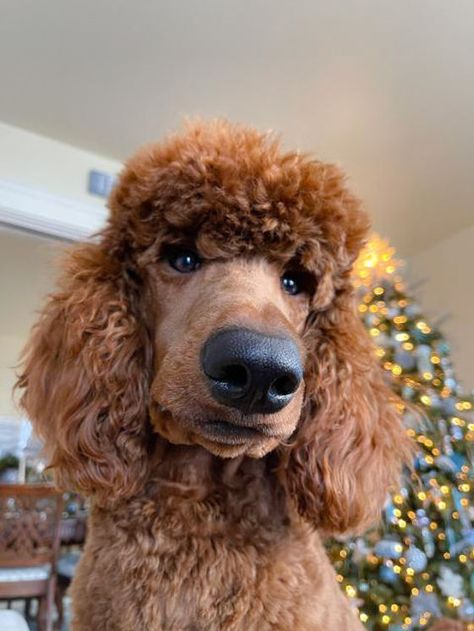 Large Poodle Puppies | Standard Poodle Breeder | Brighton Large Poodle, Giant Poodle, Poodle Haircut Styles, Black Standard Poodle, Poodle Puppy Standard, Red Poodles, Pretty Poodles, Poodle Puppies, Standard Poodles