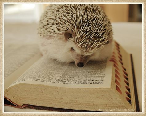 hedgehog reading dictionary via the regina monologue Animals Reading Books, Animals Reading, Most Popular Books, Cute Hedgehog, Animal Books, Popular Books, Hedgehogs, Reading Books, Adorable Animals