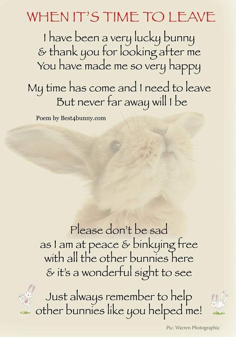 Pet Prayers, Losing Your Pet, Angora Bunnies, Losing A Pet Quotes, Dead Bunny, Bunny Memorial, English Angora, Sick Quotes, Rabbit Stuff