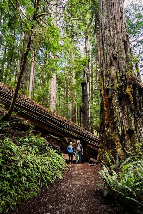 11 Incredible Things to Do in Cannon Beach — Uprooted Traveler Cannon Beach Oregon Outfits, Things To Do In Portland Oregon, Bend Oregon Things To Do In, Portland Oregon Beach, Things To Do In Cannon Beach Oregon, Cannon Beach Oregon Things To Do In, Cannon Beach Restaurants, Coastal Oregon, Things To Do In Oregon