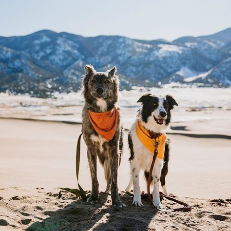 Moose Wears on Instagram: “As we plan for Summer, which colors would you like to see in our Screen-Printed bandanas? ↢❈↣ Bandanas: Explore More + On The Loose…” Dogs Wearing Bandanas, Plan For Summer, Bandana Print, Bandanas, Boston Terrier, Moose, This Is Us, Screen, How To Plan