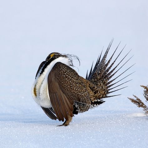 Sage Grouse, Haliaeetus Leucocephalus, Weird Birds, Northern Nevada, Migratory Birds, Wind Farm, Forest Service, Wildlife Conservation, Endangered Species