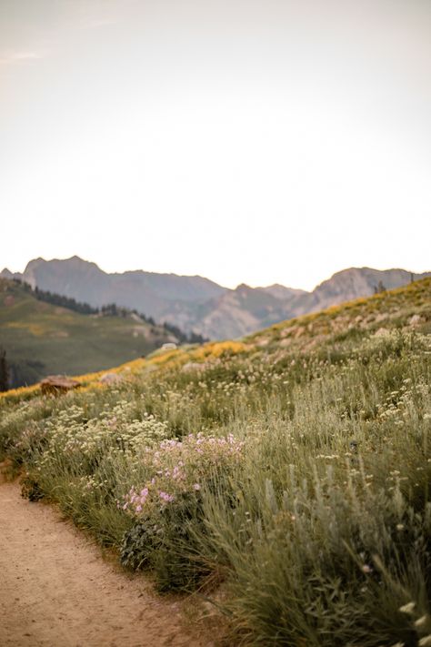 Albion Basin Photography, Utah Aesthetic, Albion Basin, Creative Shoots, Utah Summer, Dreamy Destinations, Cedar City Utah, Great Basin, Pretty Nature