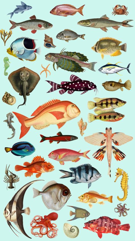 Fish #fish #collage #background #wallpaper #fishwallpaper #vintage #anatomicaldrawings #vintagedrawings Fish Collage Art Mixed Media, Vintage Fish Wallpaper, Fish Iphone Wallpaper, Park Ranger Aesthetic, Shuffles Collage, Fish Collage, Fish Background, Mermaid Books, Cute Wallpapers For Ipad