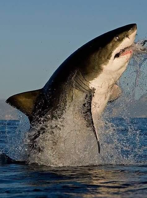 Great White Shark Breaching, Shark Breaching, Baby Great White Shark, Shark Reference, Largest Great White Shark, Alabama Shakes, Shark Stuff, Shark Photos, Cool Sharks