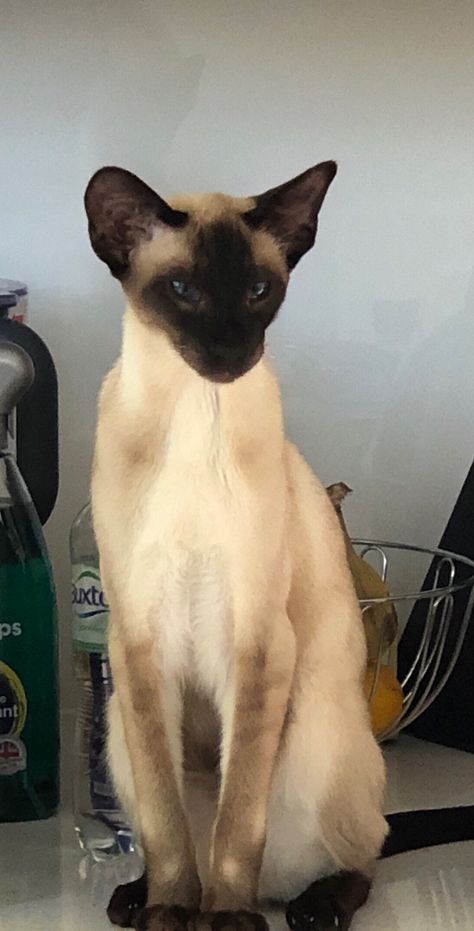 Elegant cat Elegant Cat, Cat Reference, Awesome Animals, Animals Funny, Cute Wild Animals, Domestic Cat, Siamese Cats, Dog Gifs, Funny Animal Pictures