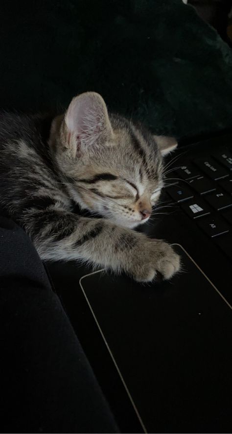 Cat Core, Tabby Kittens, Grey Tabby Kittens, Gray Tabby Cat, Gray Kitten, Snuggle In Bed, Louis Wain Cats, Grey Tabby, Wild Baby