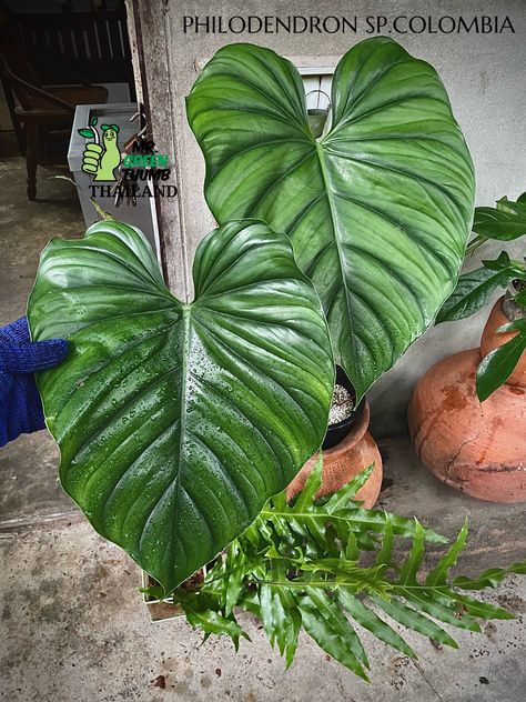 Philodendron Sp Colombia, Philodendron Colombia, Philodendron Esmeraldense, Amazing Plants, Plant Wishlist, Airbnb Promotion, Southwest Desert, Elephant Ears, Spectrum Disorder