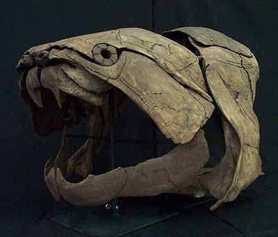 Paleozoic Era, Devonian Period, Ancient Fish, Sea Inspiration, Prehistoric Dinosaurs, Animal Skeletons, Dinosaur Images, Ancient Animals, Paleo Art