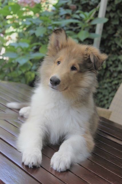 Collie Dog Puppy, Rough Collie Puppy, Rough Collies, Shetland Sheepdog Puppies, Collie Puppy, Sheltie Dogs, Collie Puppies, Rough Collie, Kittens And Puppies